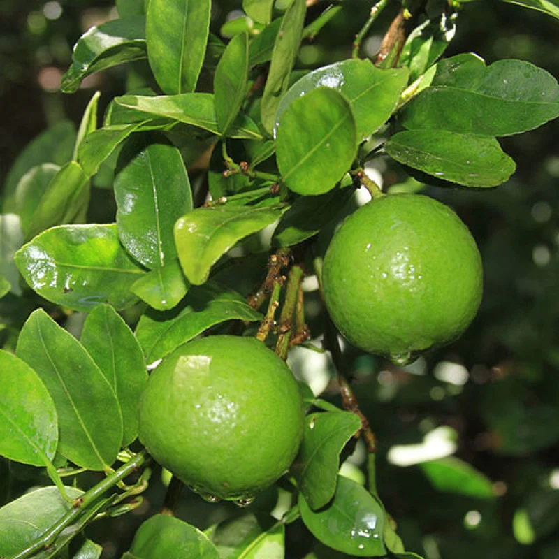 Lemon - Plant - Image 3