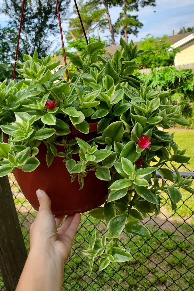 Red Apple Ice Plant Hanging