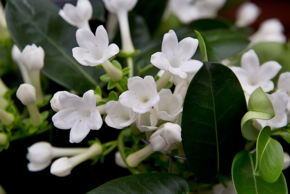Madagascar Jasmine - Image 3