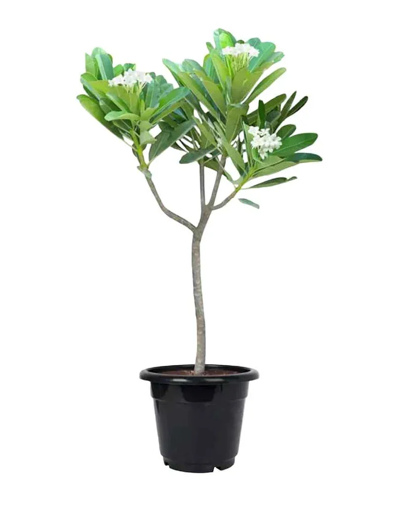 Plumeria obtusa – Fragrant Frangipani