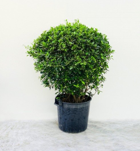 Ehretia Microphylla Ball shape