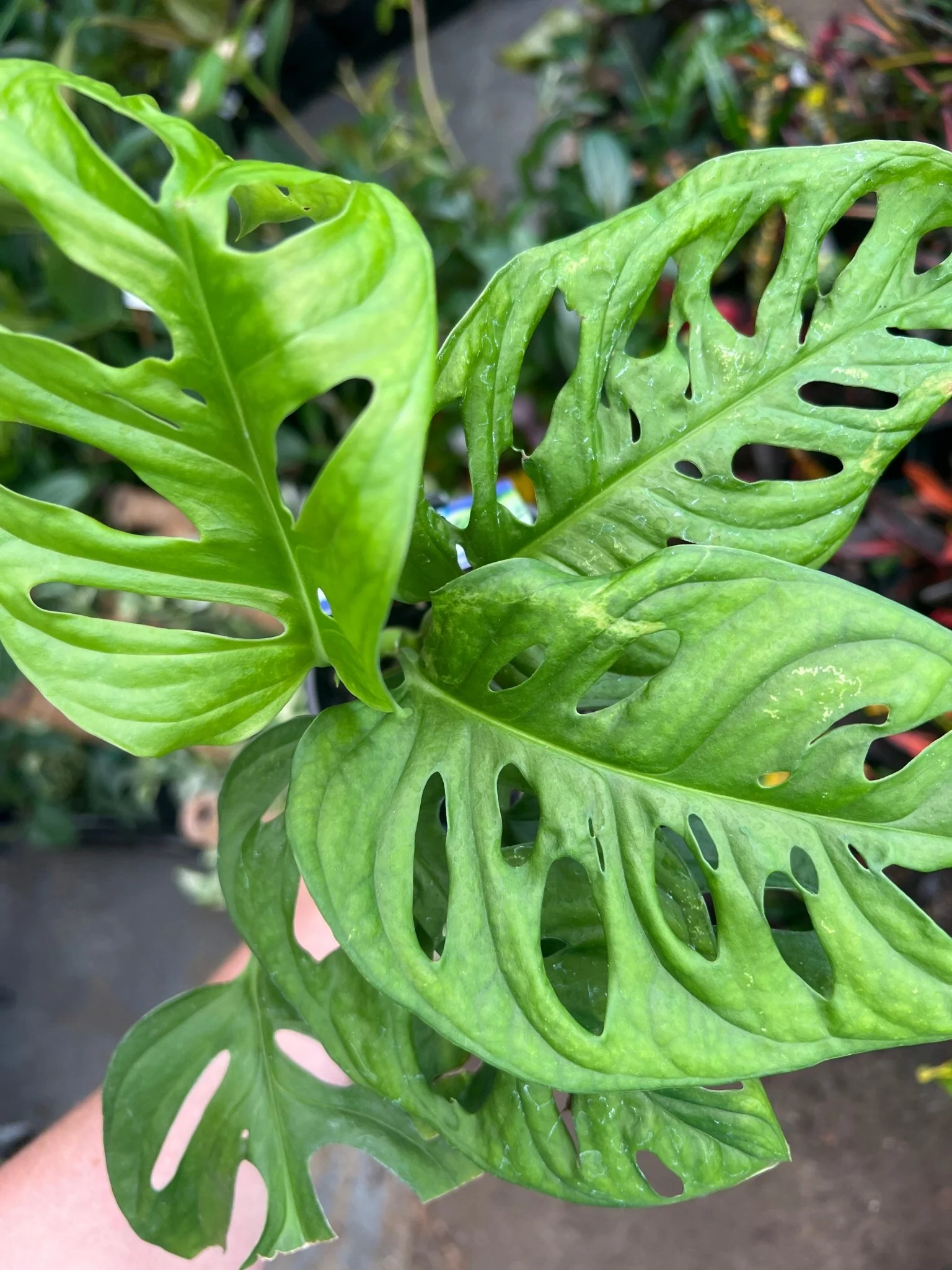 Monstera Adansonii Monkey Mask - Image 2