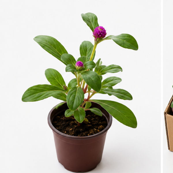 Gomphrena Globosa – Globe Amaranth