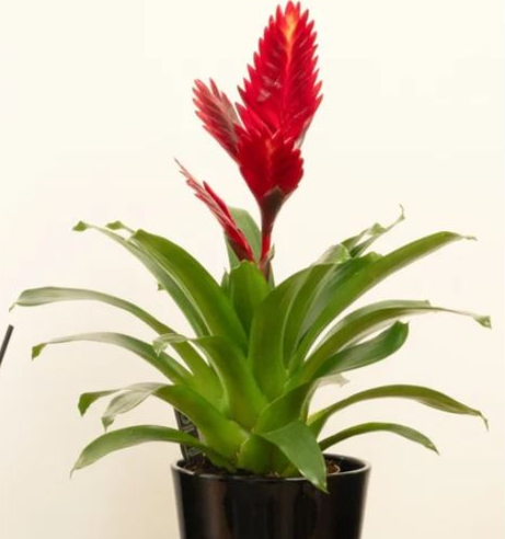 Vriesea Flaming Sword (Red)