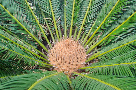 Cycas Revoluta - Image 3
