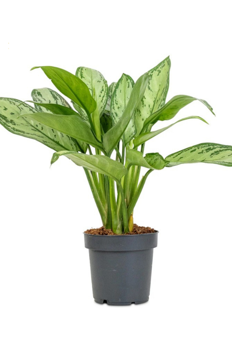 Aglaonema Silver Bay