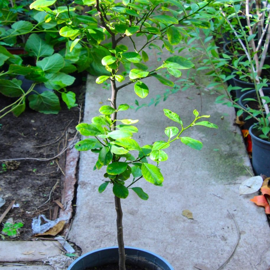 Lemon - Plant - Image 2