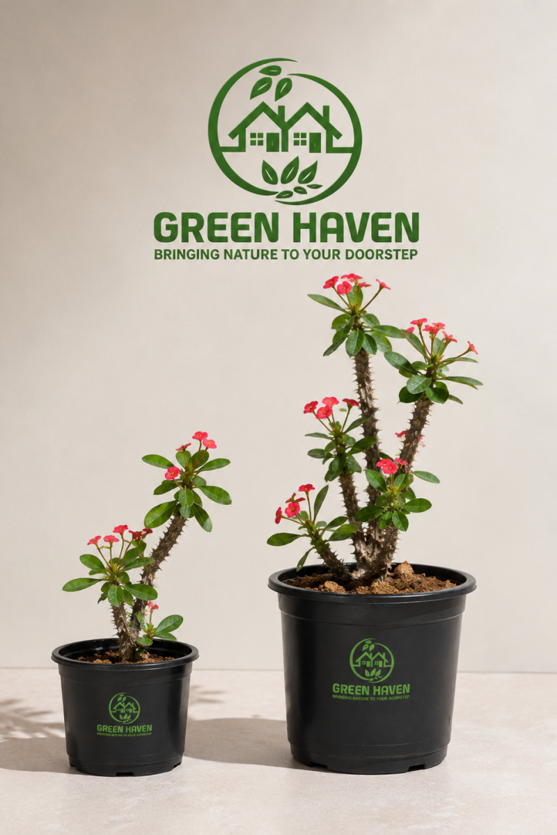 Euphorbia Milii