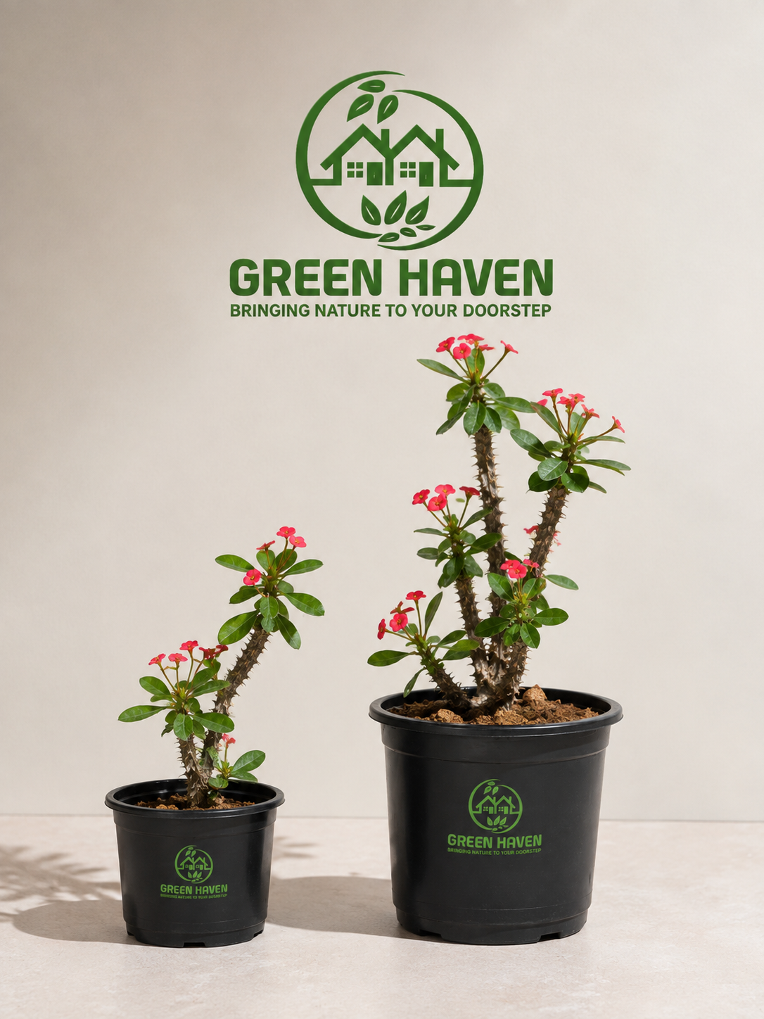 Euphorbia Milii