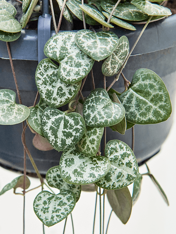 String of Hearts Ceropegia Woodii - Image 3
