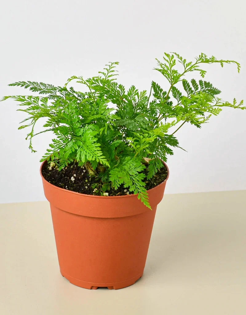 Humata tyermanii (White Rabbit's Foot Fern)
