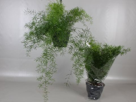 Asparagus Fern