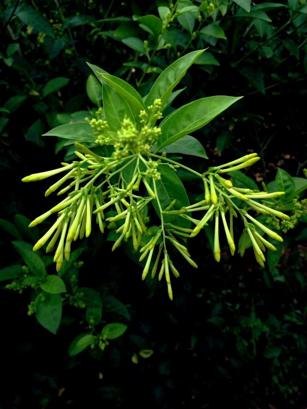 Cestrum Nocturnum – Night Queen - Image 3