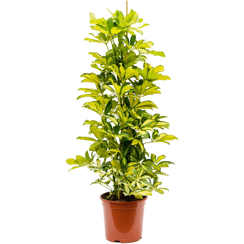 Schefflera Arboricola 'Dalton'