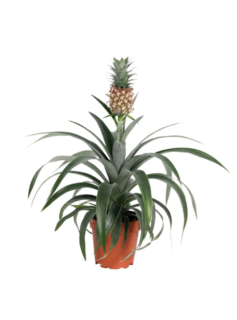 Annanas - Pineapple