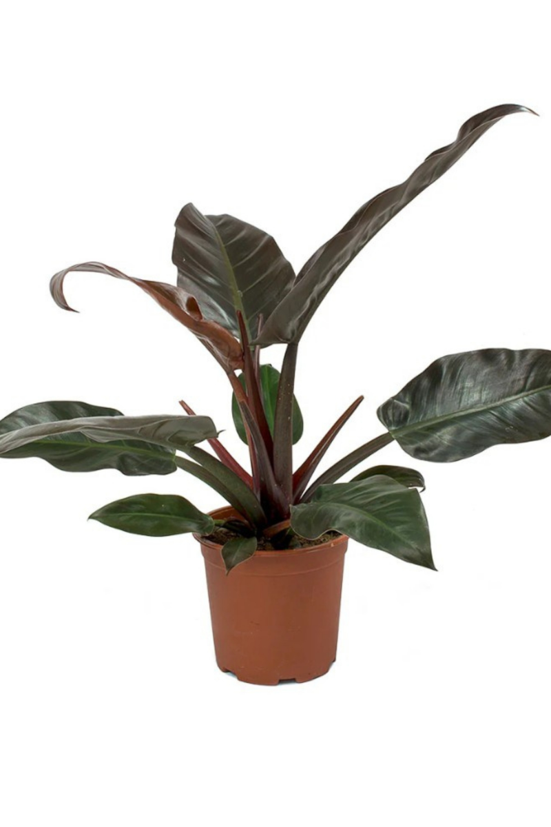 Philodendron 'imperial Red'