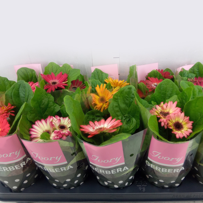 Gerbera 30cm Plant