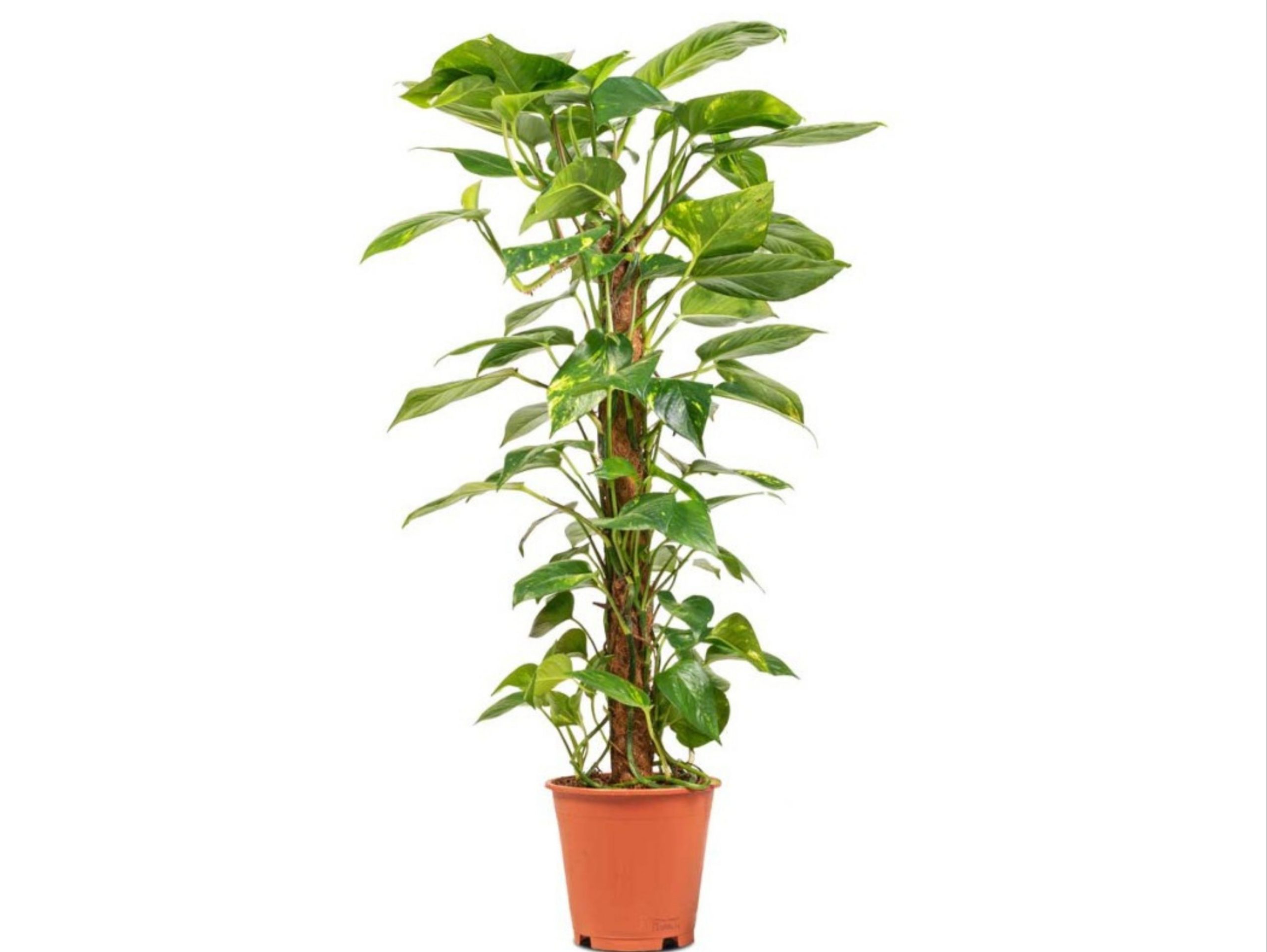 Epipremnum Pinnatum Moss Stick - Image 2