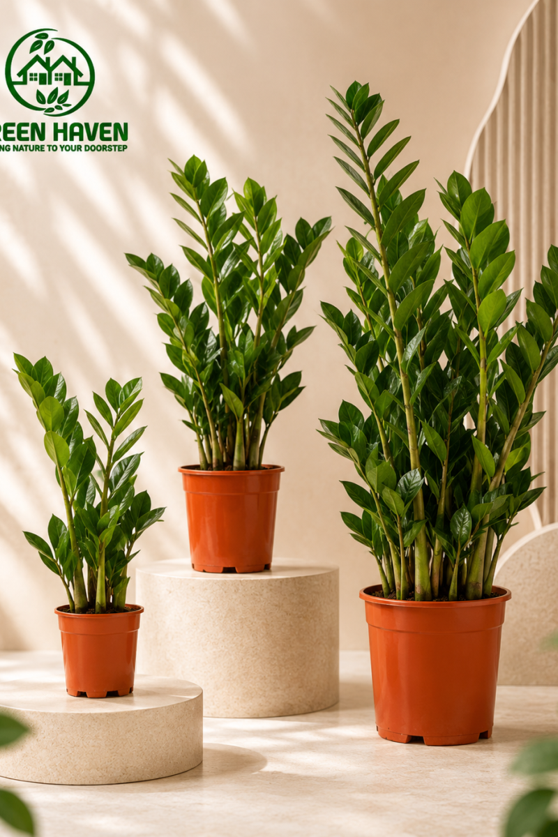Zamioculcas Zamiifolia