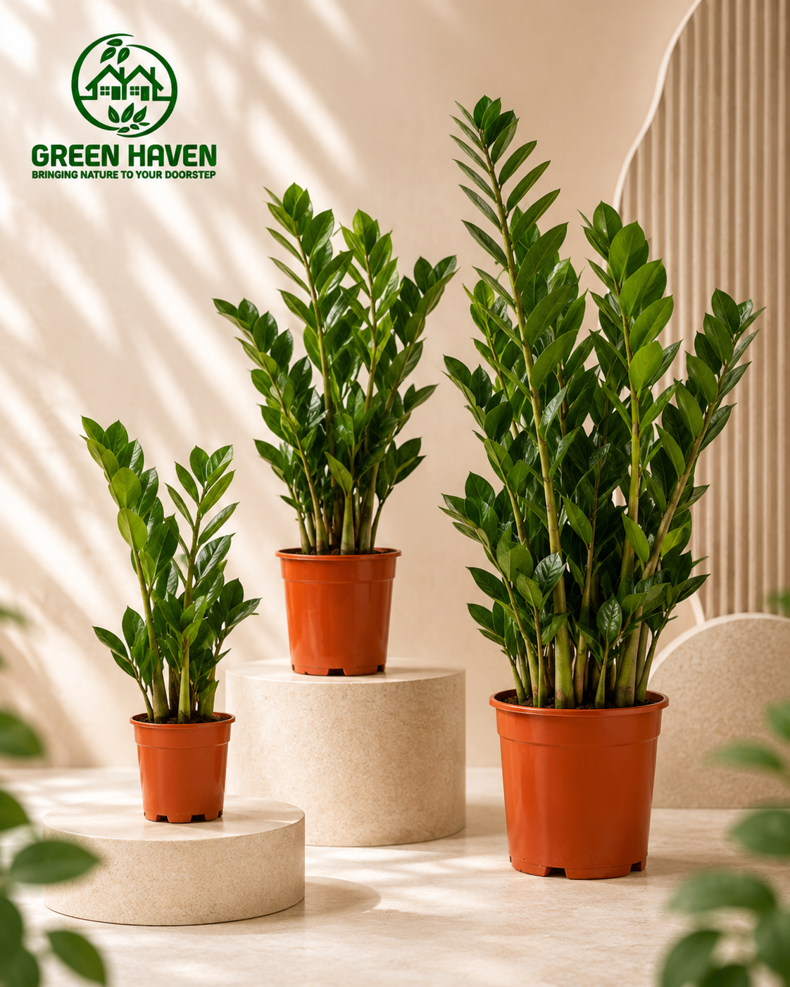 Zamioculcas Zamiifolia