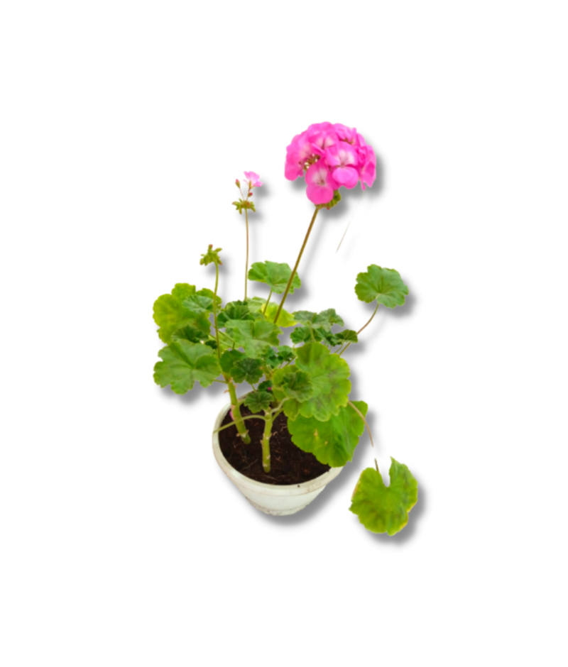 Geranium Pink