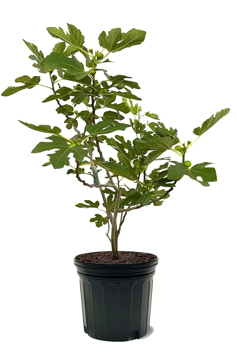 Fig Tree