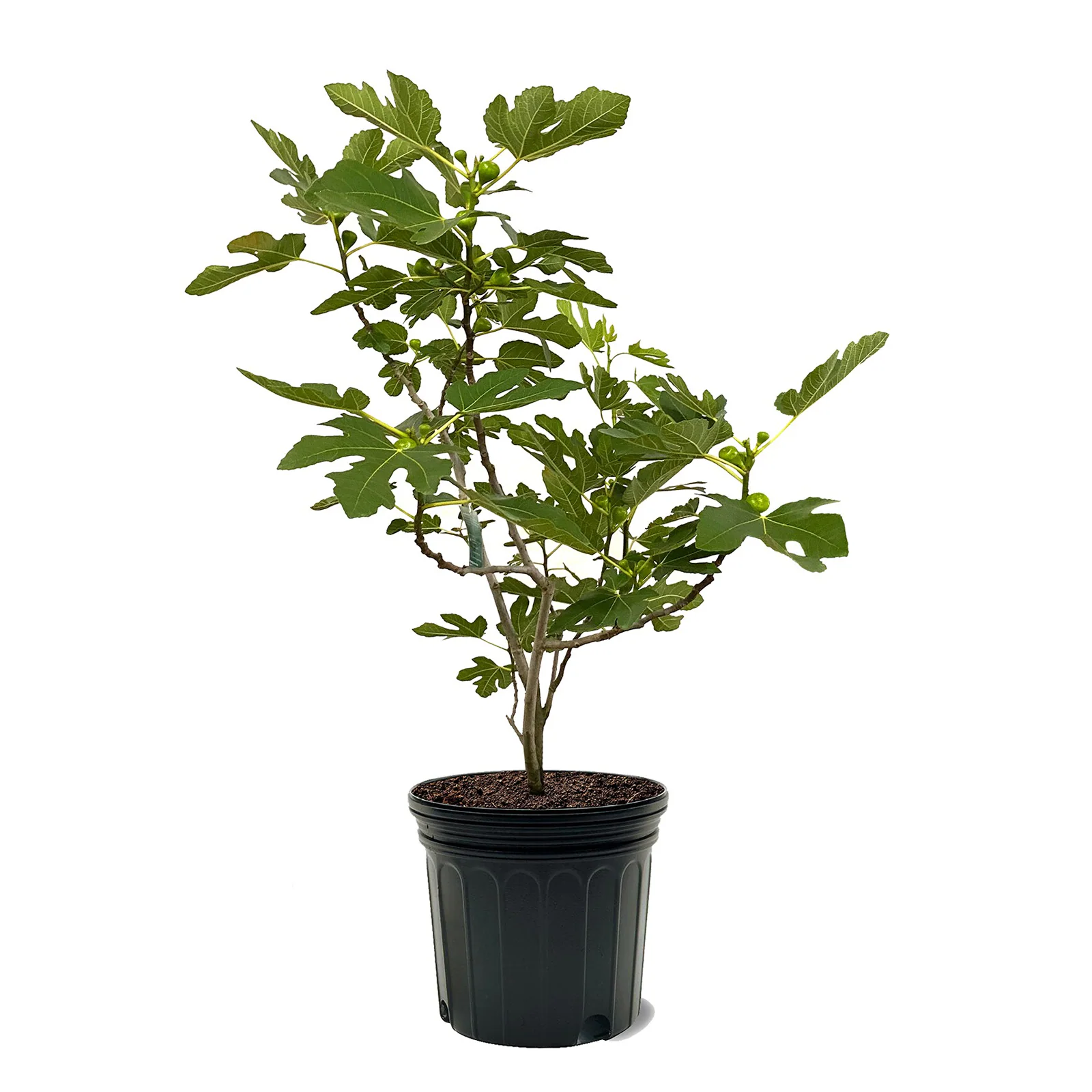 Fig Tree