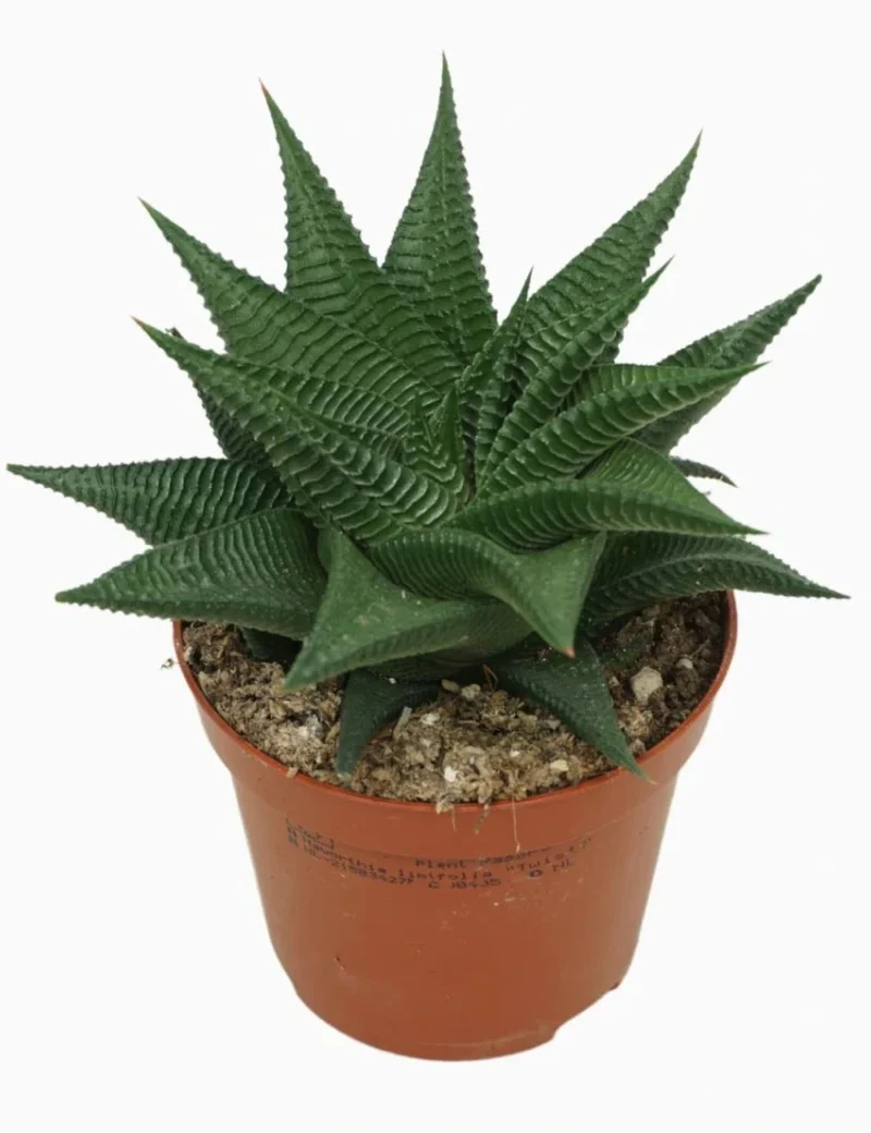 Haworthia Limifolia