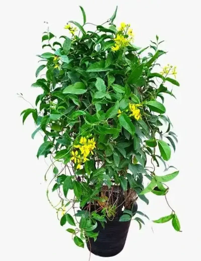 Tristellateia australasiae – Shower of Gold Climber