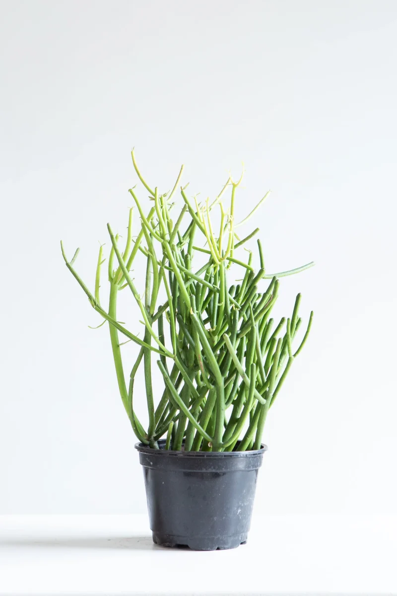 Pencil Cactus