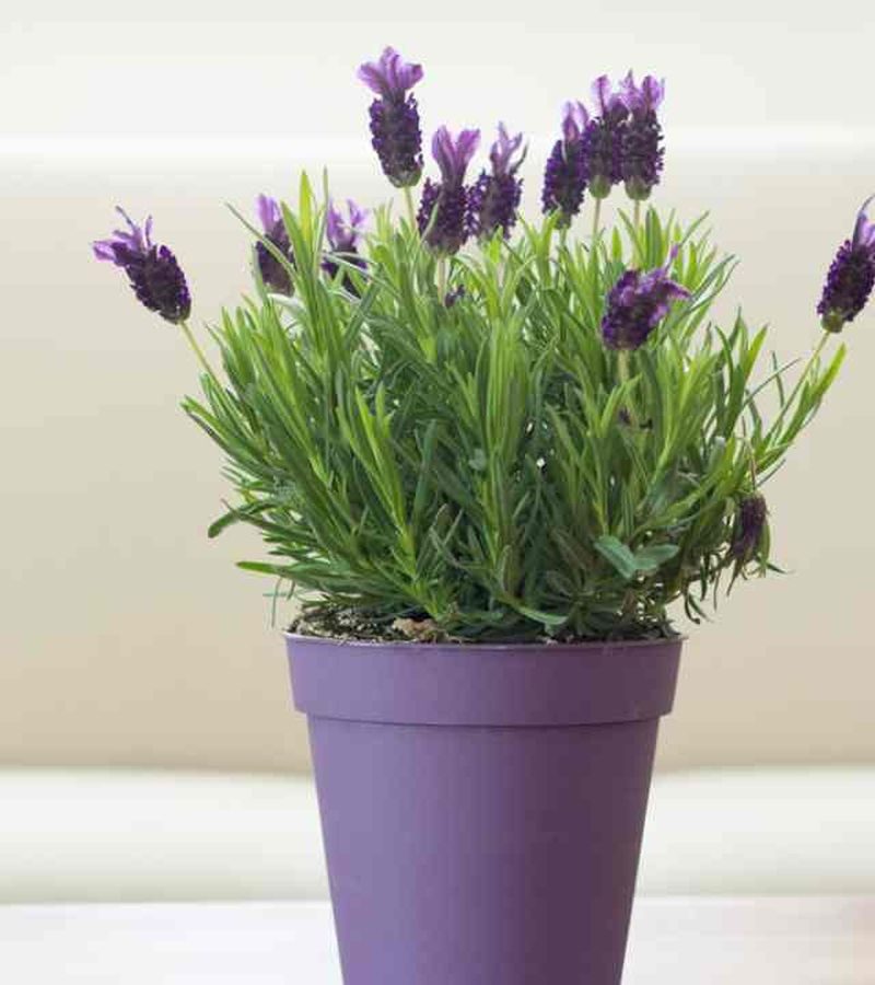 Spanish Lavender (Lavandula Stoecha)