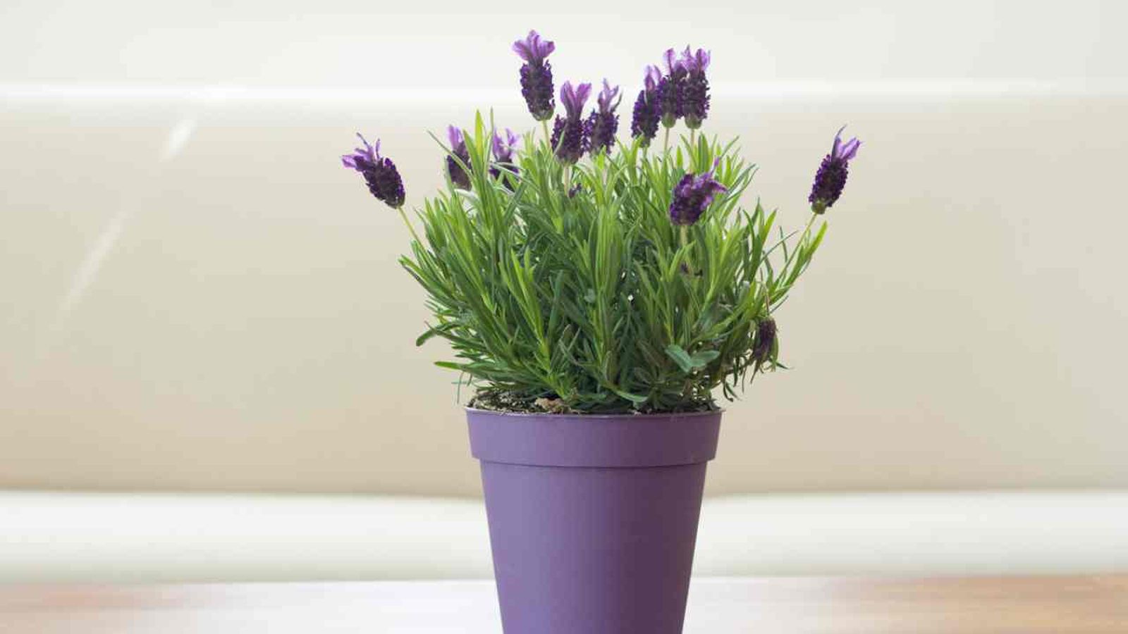 Spanish Lavender (Lavandula Stoecha)