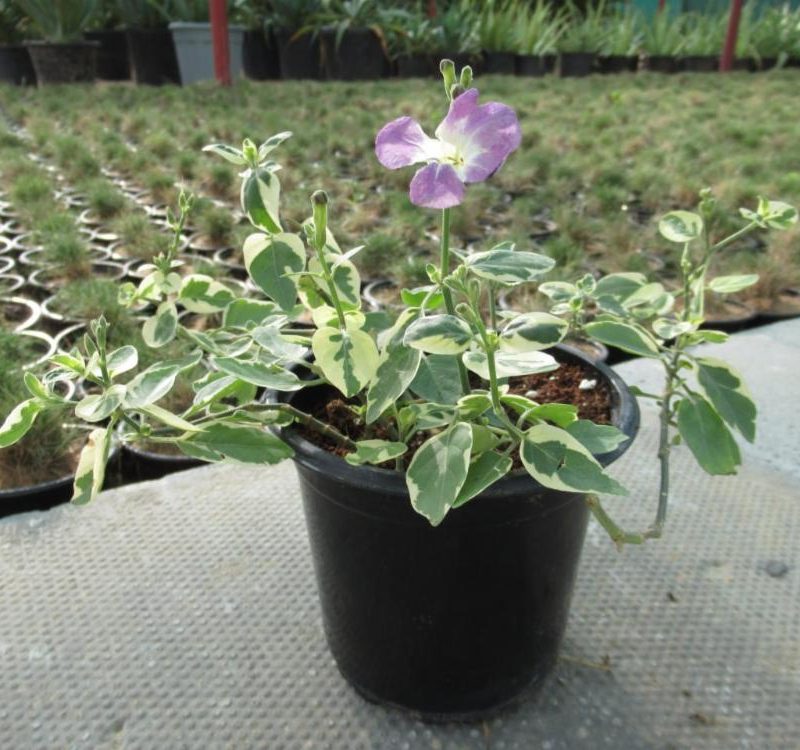 Asystasia Variegata - Chinese Violet
