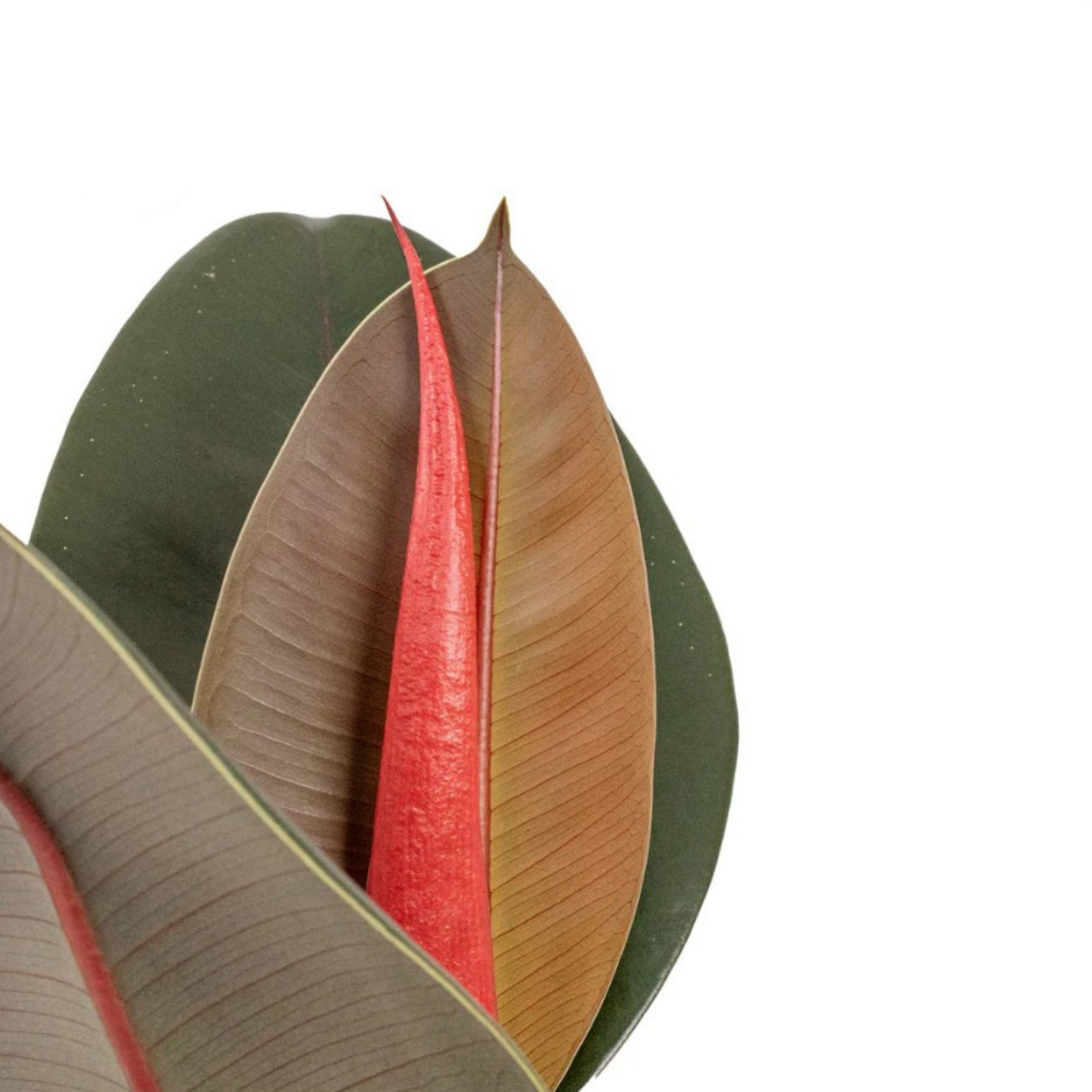 Ficus Elastica Robusta (Rubber Plant) - Image 3