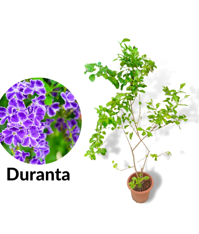 Duranta - Skyflower Bushy