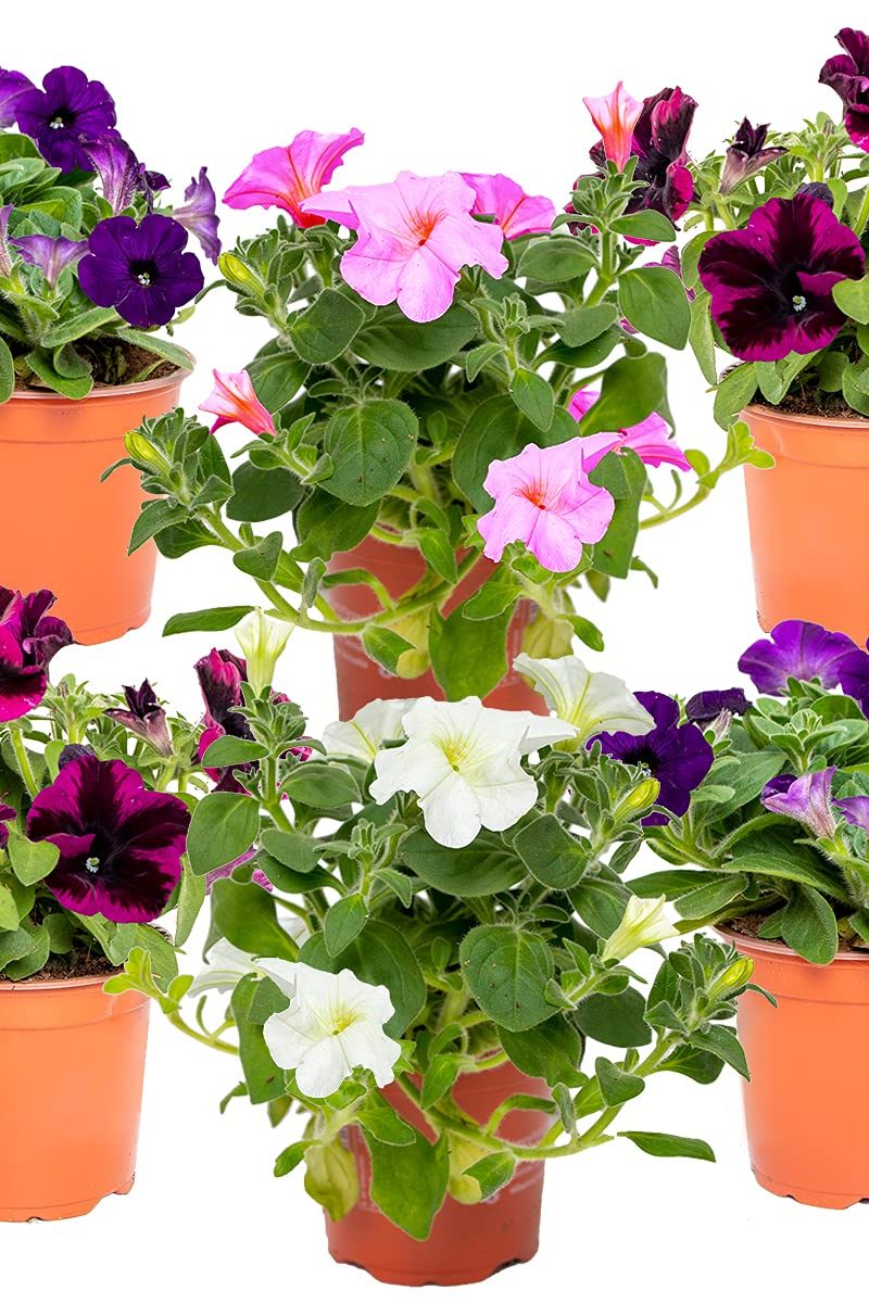 Petunia Box 25 pieces