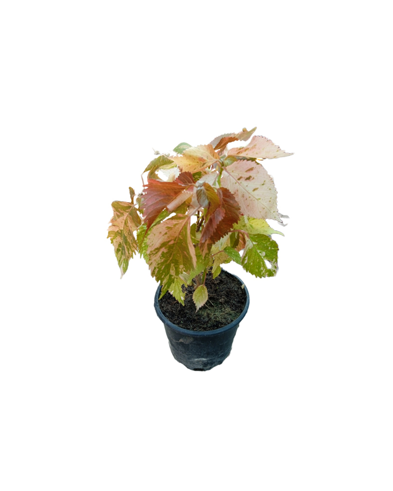 Acalypha
