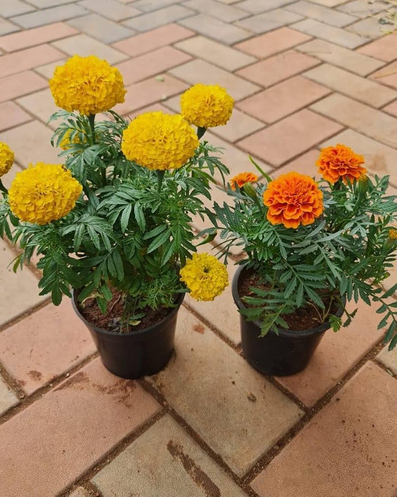 Marigold