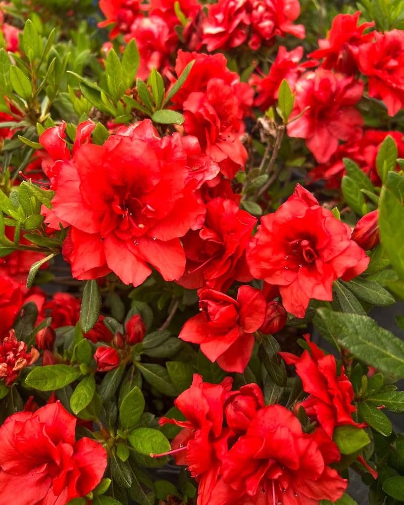 Rhododendron Azalea - Image 2