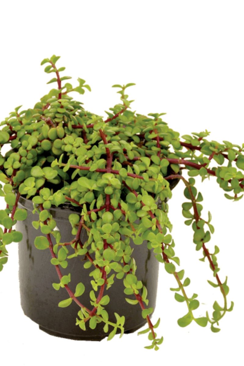 Portulacaria Afra