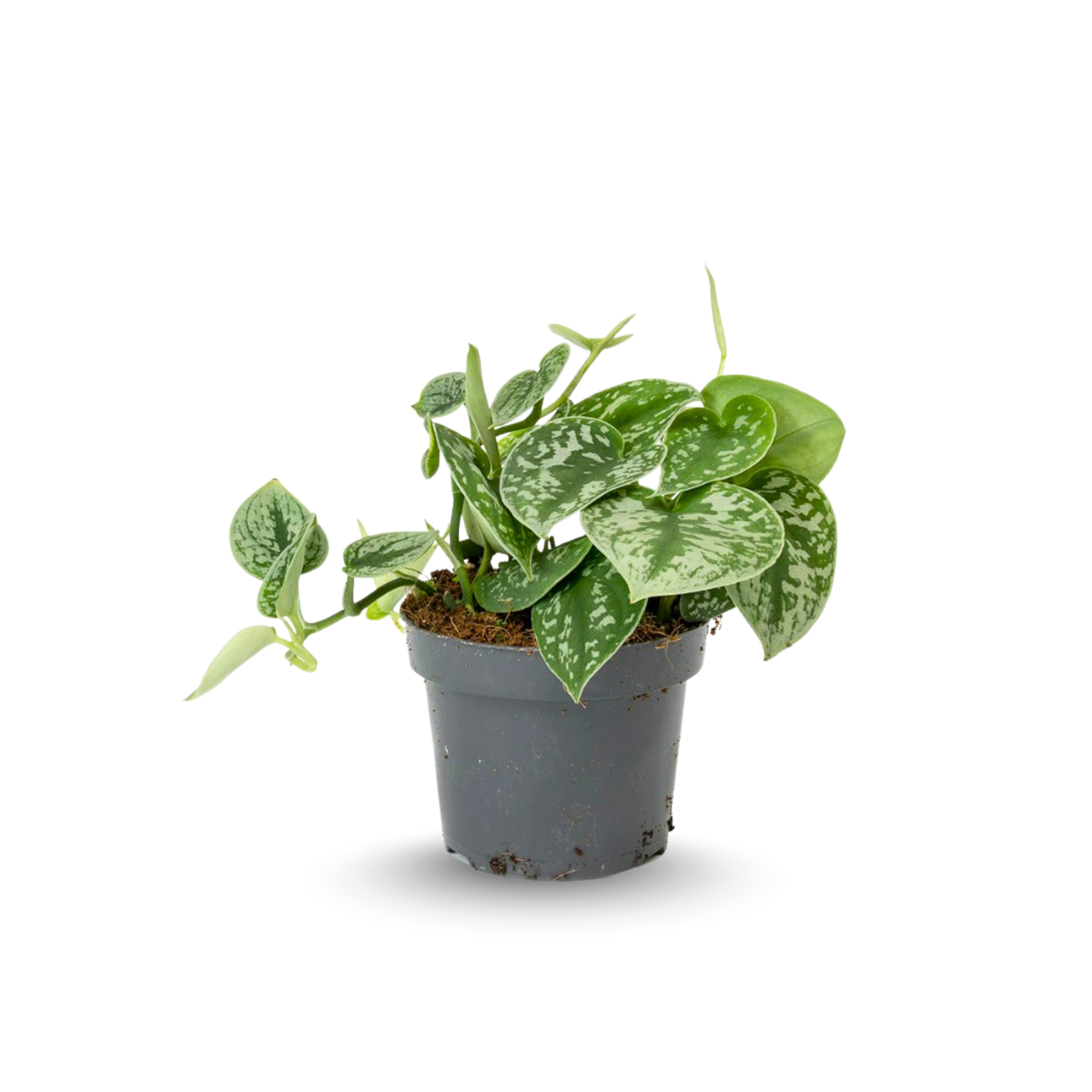 Scindapsus Pictus - Image 2