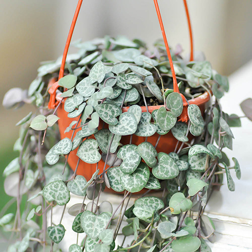String of Hearts Ceropegia Woodii - Image 5