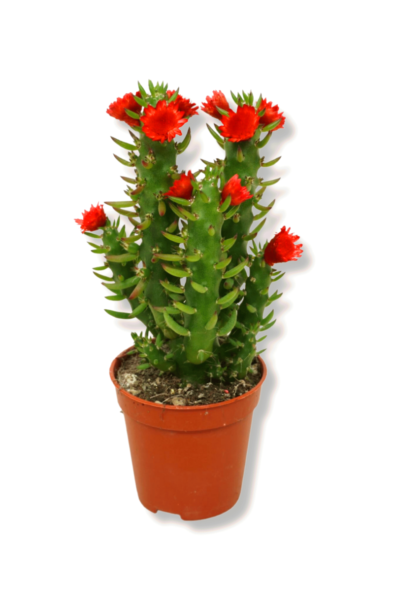 Opuntia Subulata Red
