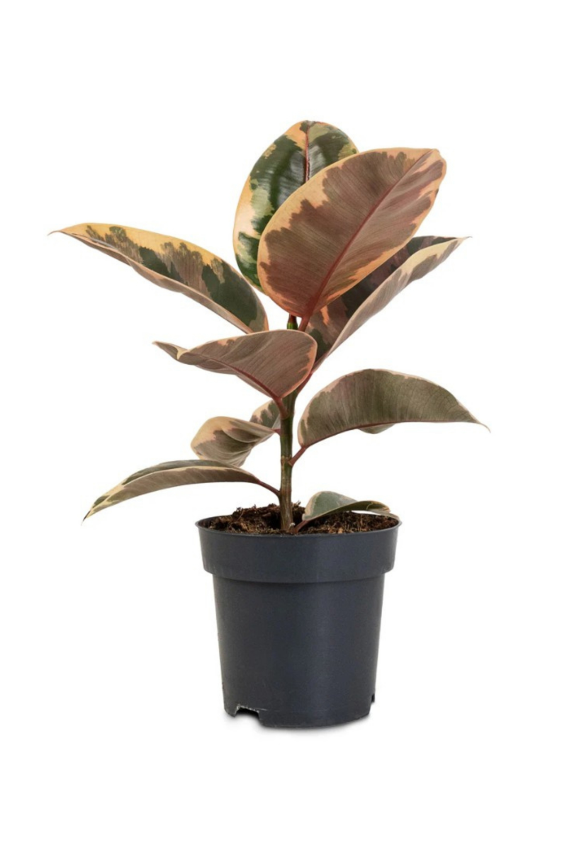 Ficus Elastica 'Belize' (Rubber Plant)