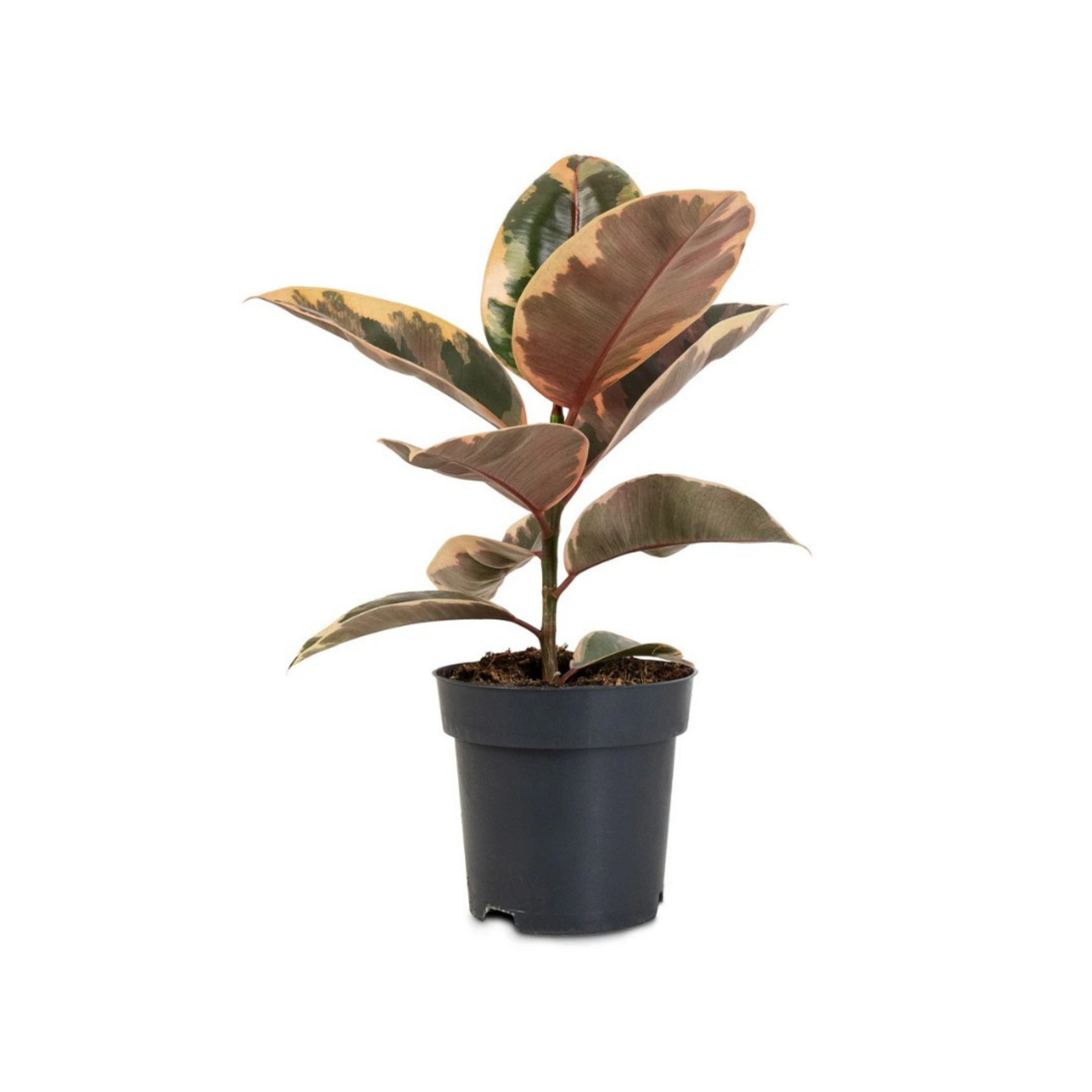 Ficus Elastica 'Belize' (Rubber Plant)