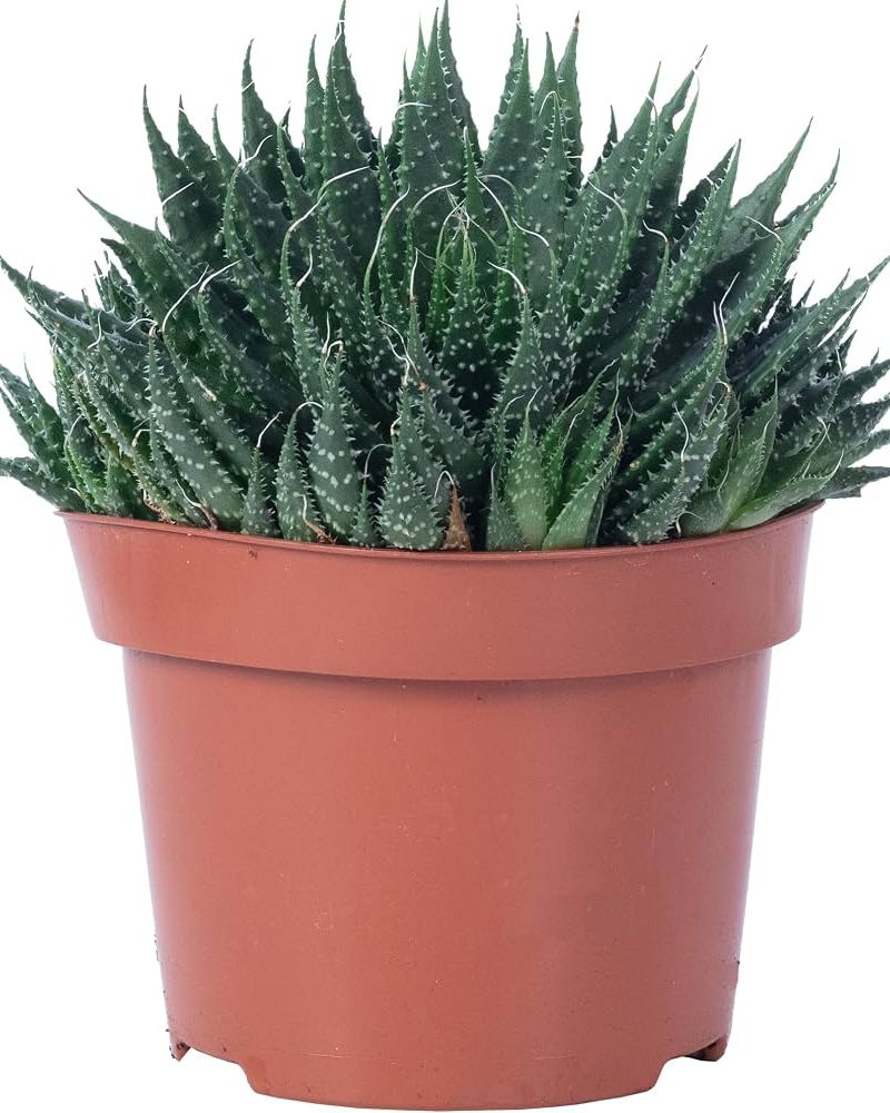 Aloe Aristata (Magic) Rocks