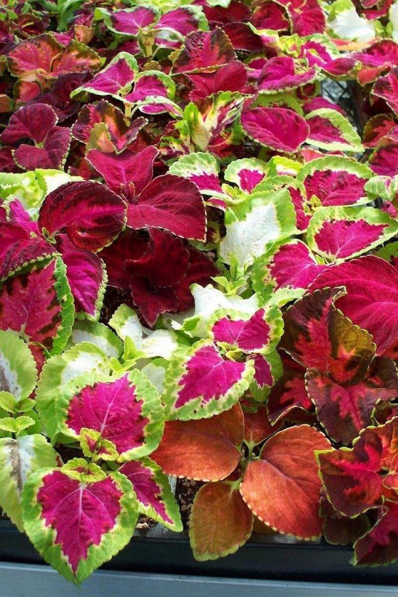 Coleus