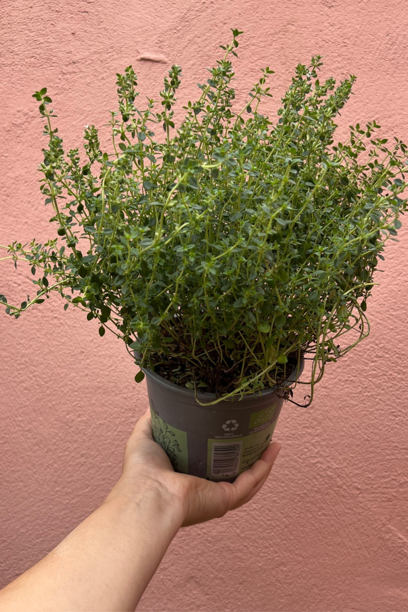 Lemon Thyme (Citriodorus)