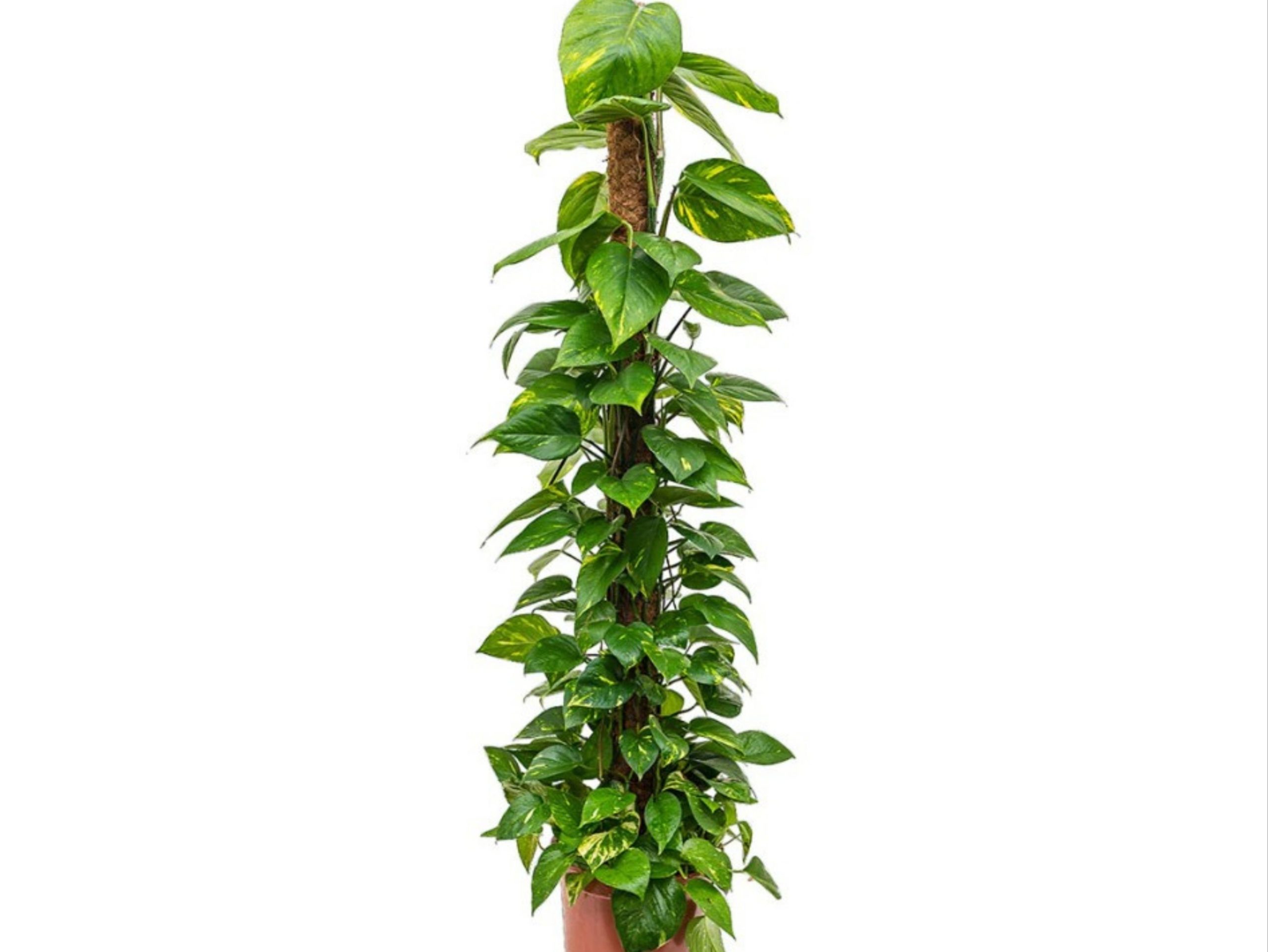 Epipremnum Pinnatum Moss Stick - Image 4