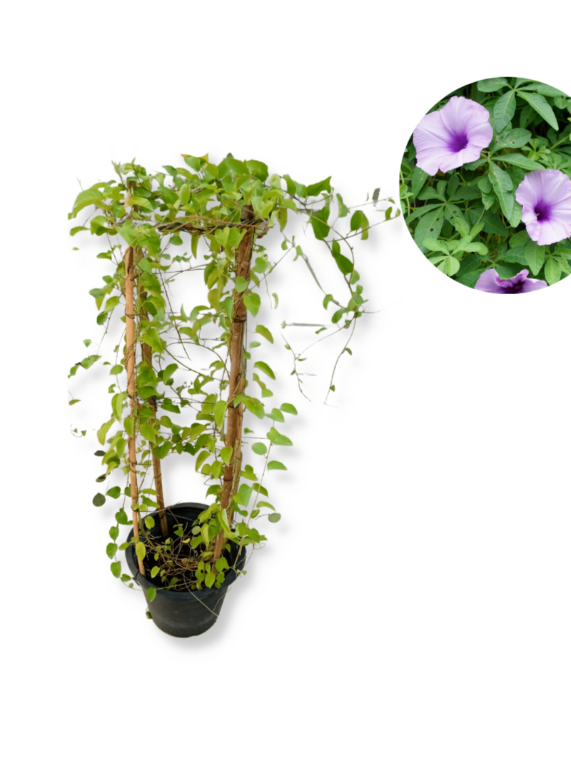 Ipomoea Palmata